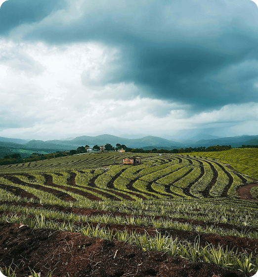 Farm